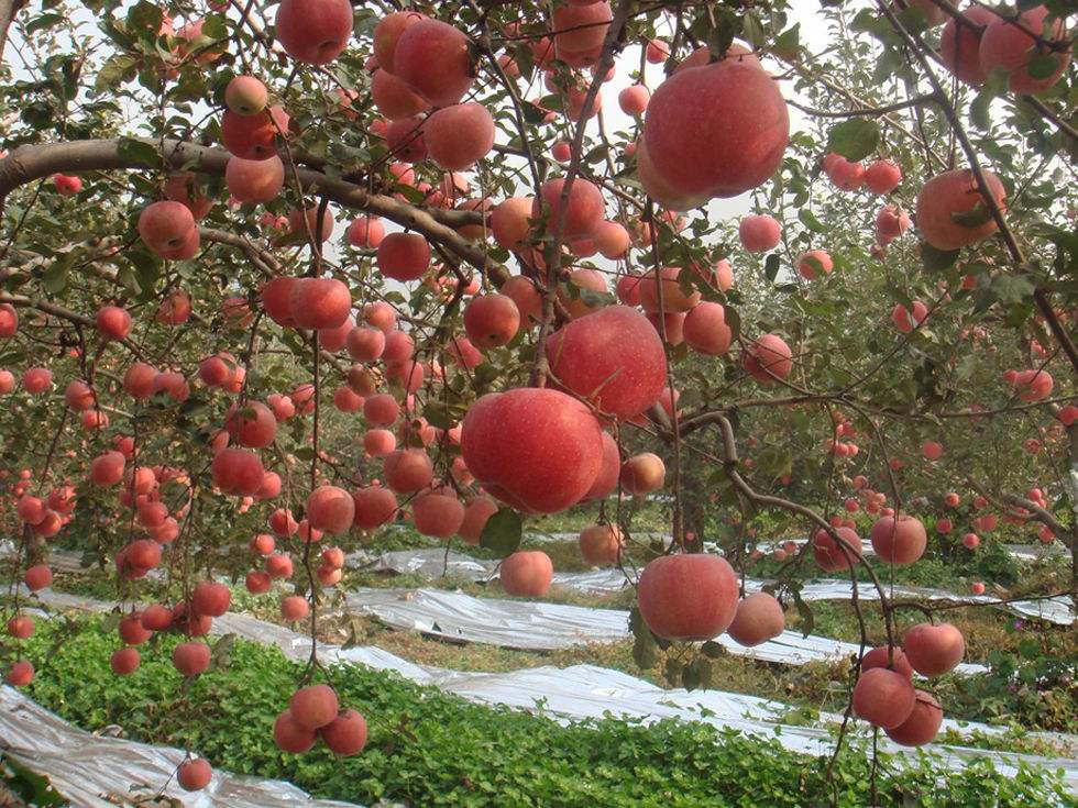 苹果基地