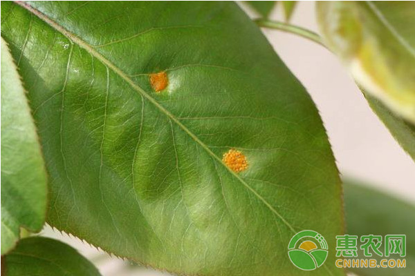 梨木虱如何防治？梨木虱的危害症状及其防治方法
