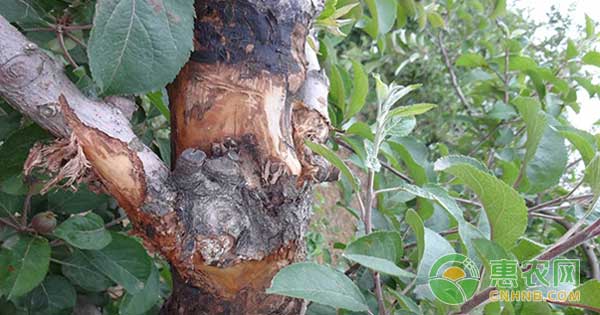 冬春季节苹果梨树腐烂病、轮纹干腐病防治技术