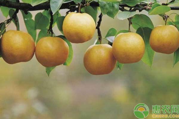 梨树种植技术：梨子丰产栽培措施