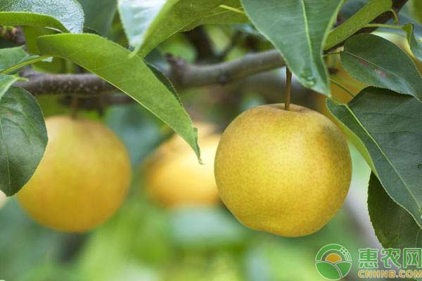 梨树种植技术：梨子丰产栽培措施